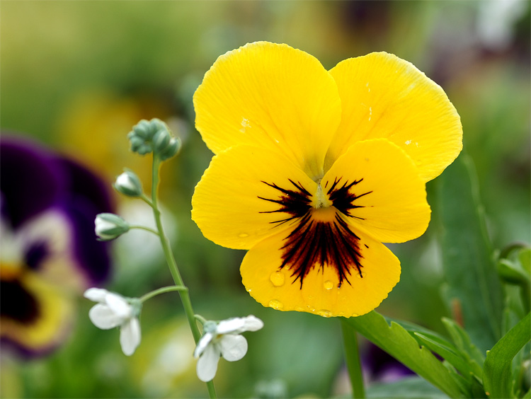 Como cuidar da flor do Amor-perfeito (Viola tricolor) - PlantaSonya - O ...