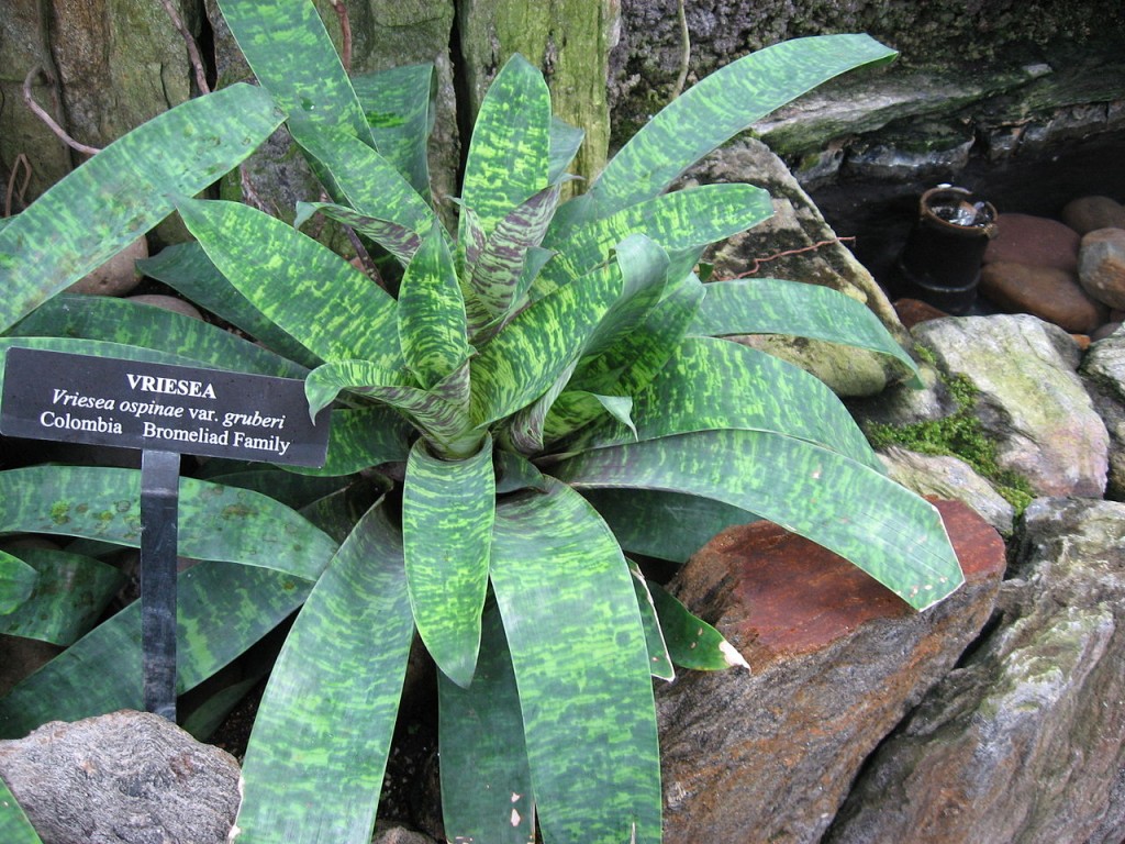 Vriesea ospinae