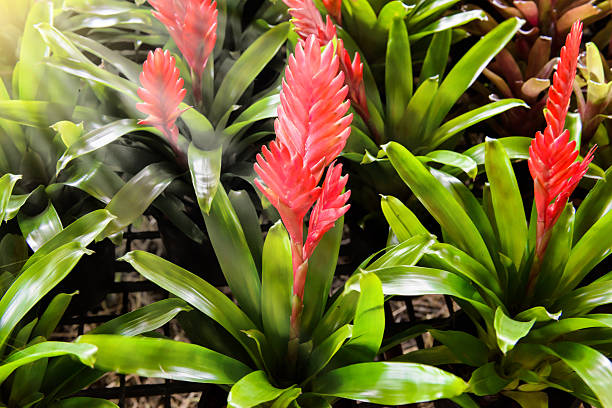 Vriesea splendens