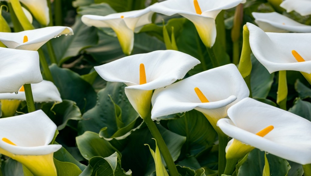 Zantedeschia aethiopica