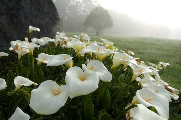 Zantedeschia aethiopica4