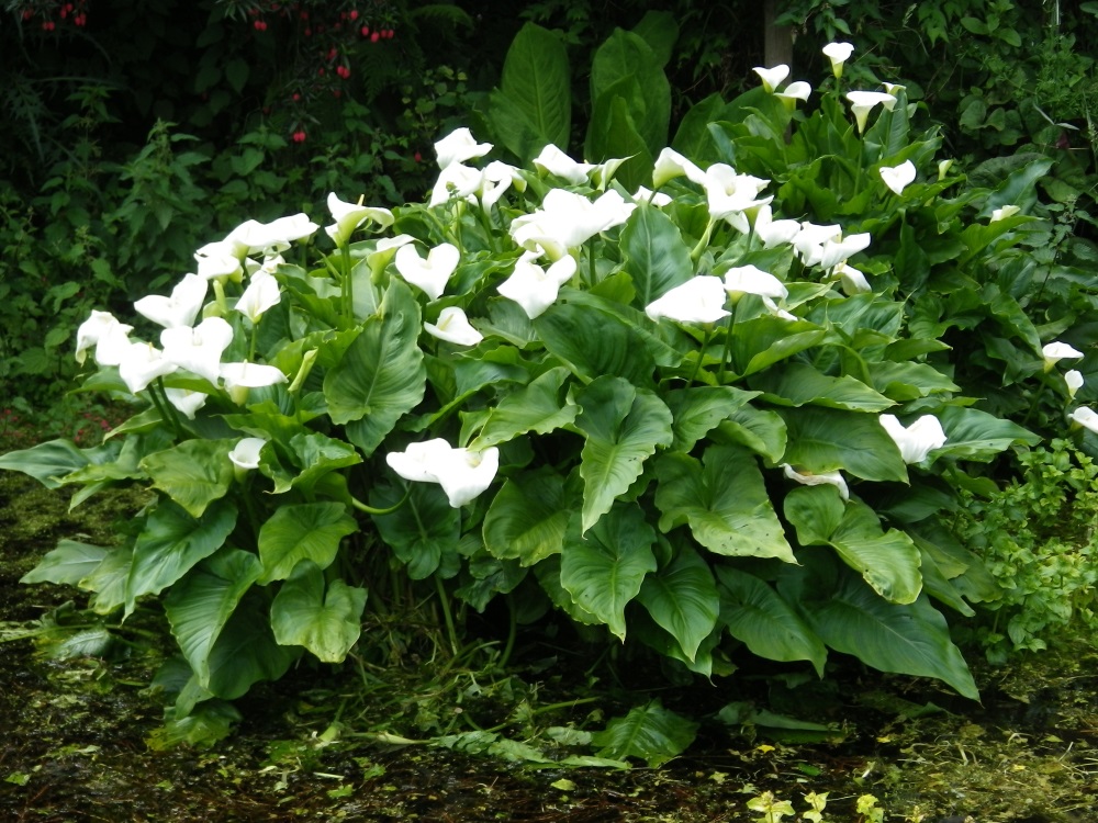 Zantedeschia aethiopica7