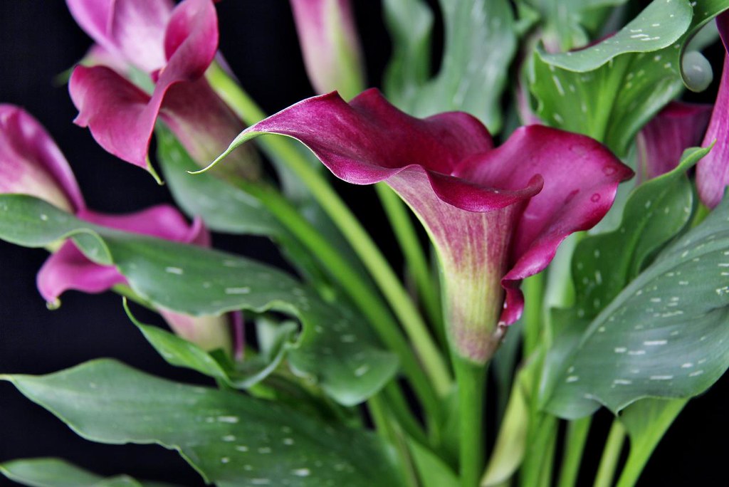 Zantedeschia aethiopica8