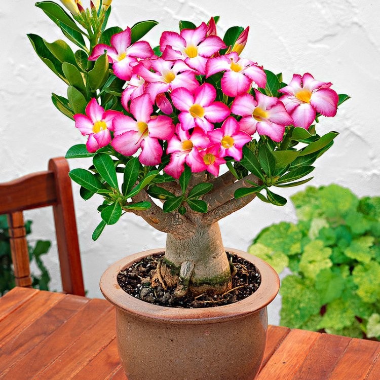 adenium6