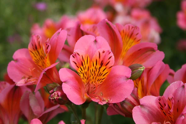 alstroemeria