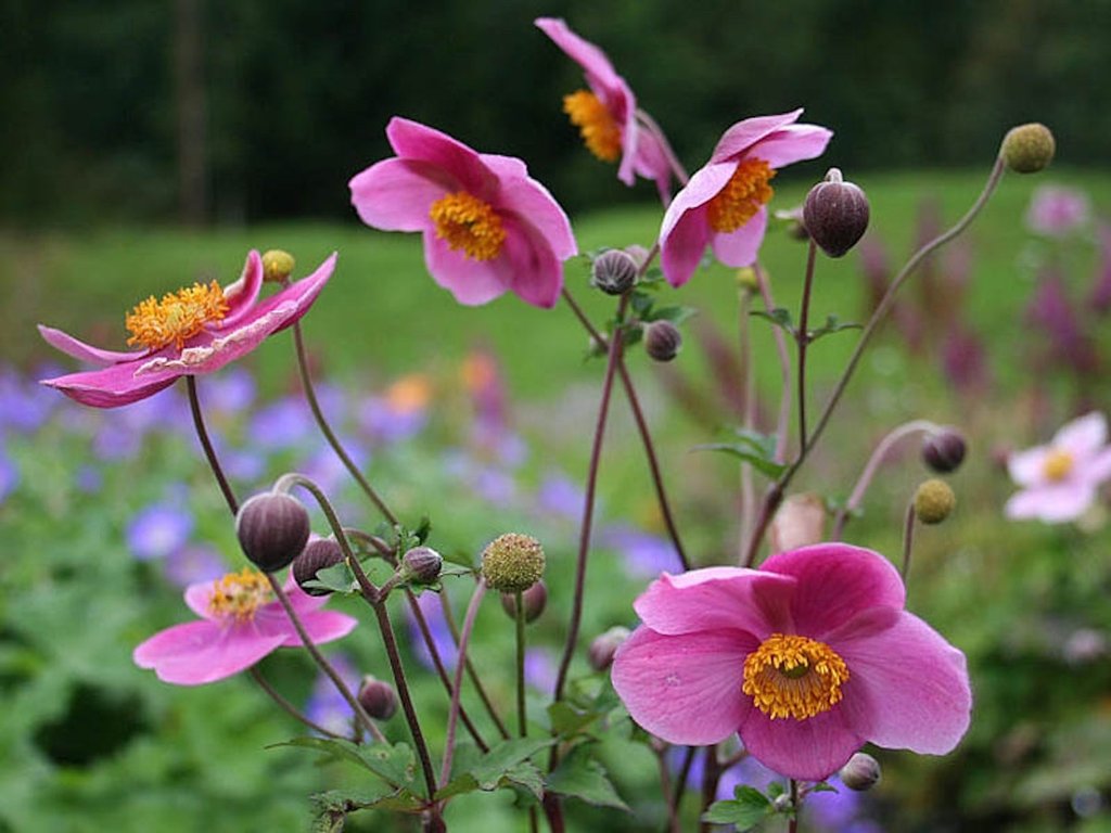 Características e cultivo da Anêmona-do-japão (Anemone hupehensis) -  PlantaSonya - O seu blog sobre cultivo de plantas e flores