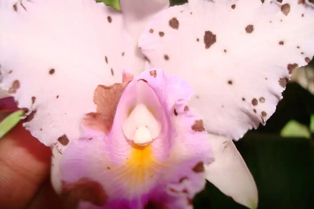orquidea-enferma