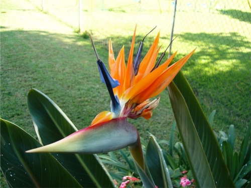 Cuidados da Planta Ave do Paraíso (Strelitzia Reginae) - PlantaSonya - O  seu blog sobre cultivo de plantas e flores