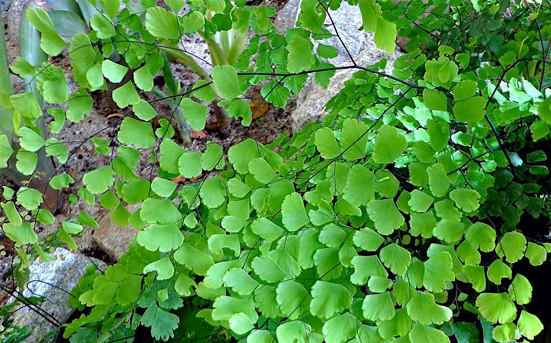 avenca-adiantum-spp