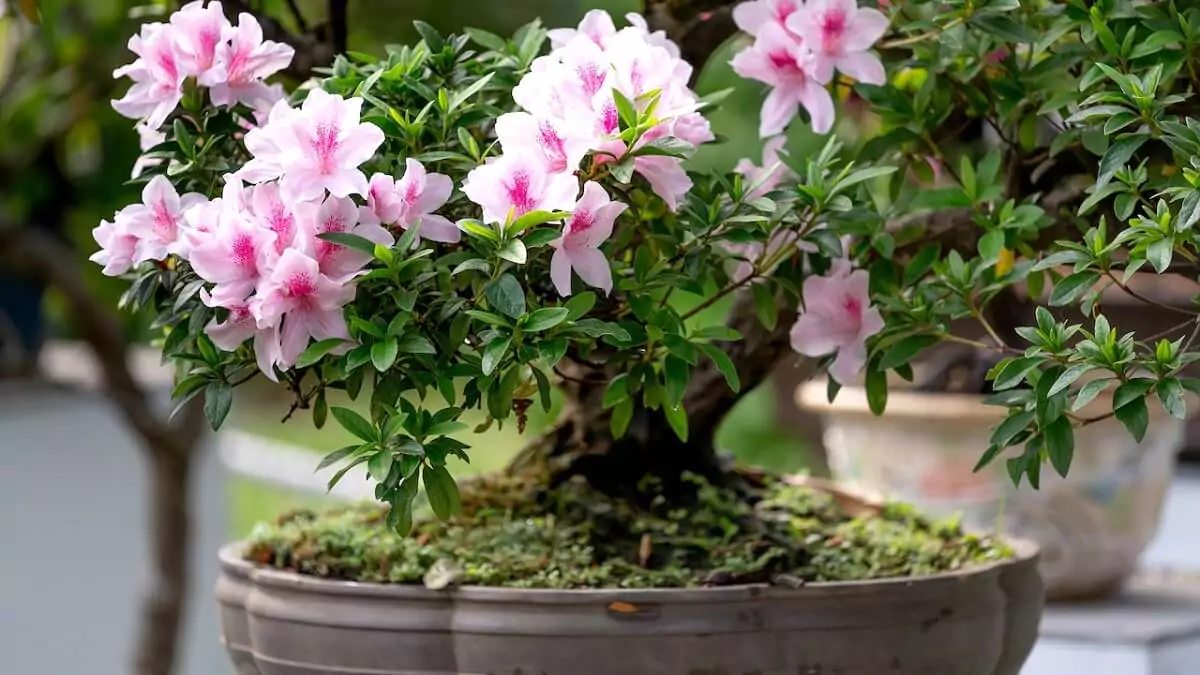 azaleas