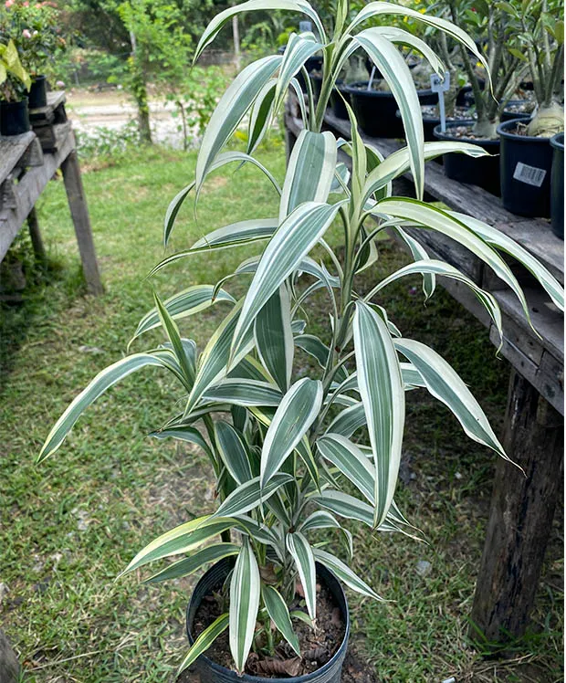 bambu-da-sorte-variegata