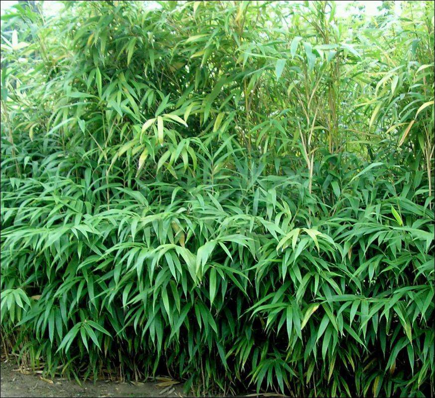 bambu japones