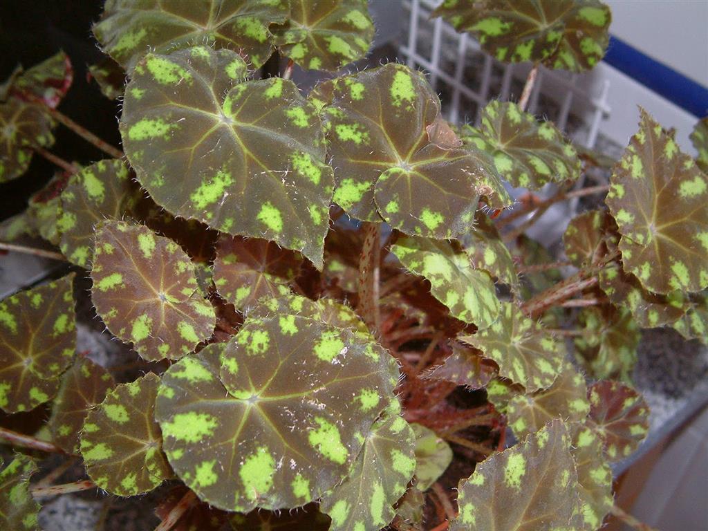 Características e cultivo da Begônia-tigre (Begonia Tigrovaya) -  PlantaSonya - O seu blog sobre cultivo de plantas e flores