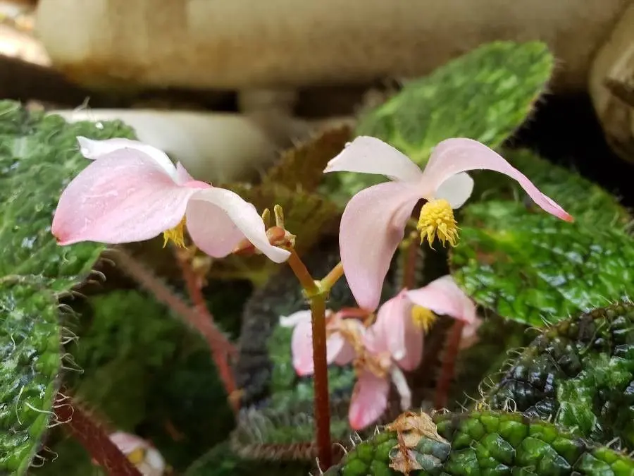 begonia massoniana