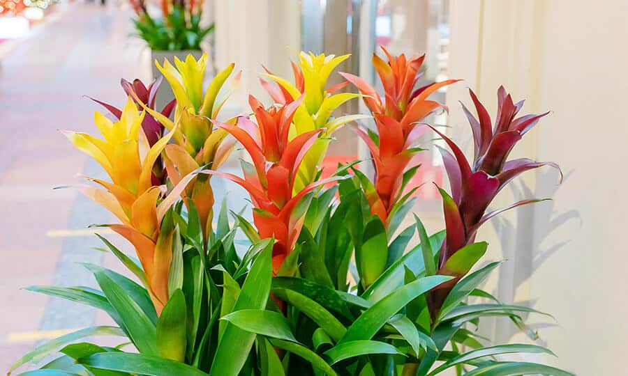 bromelia-