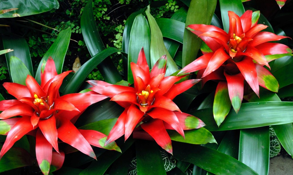 bromelia