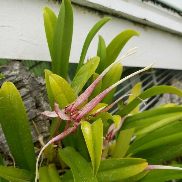 bulbophyllum