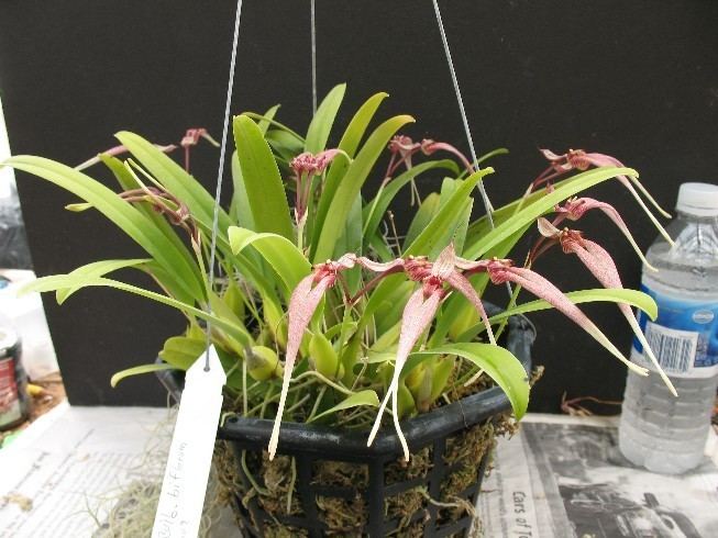 bulbophyllum-biflorum-37