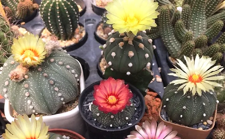 cactos