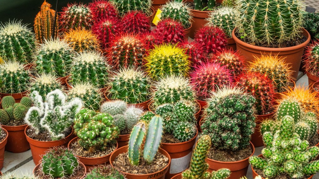 cactos