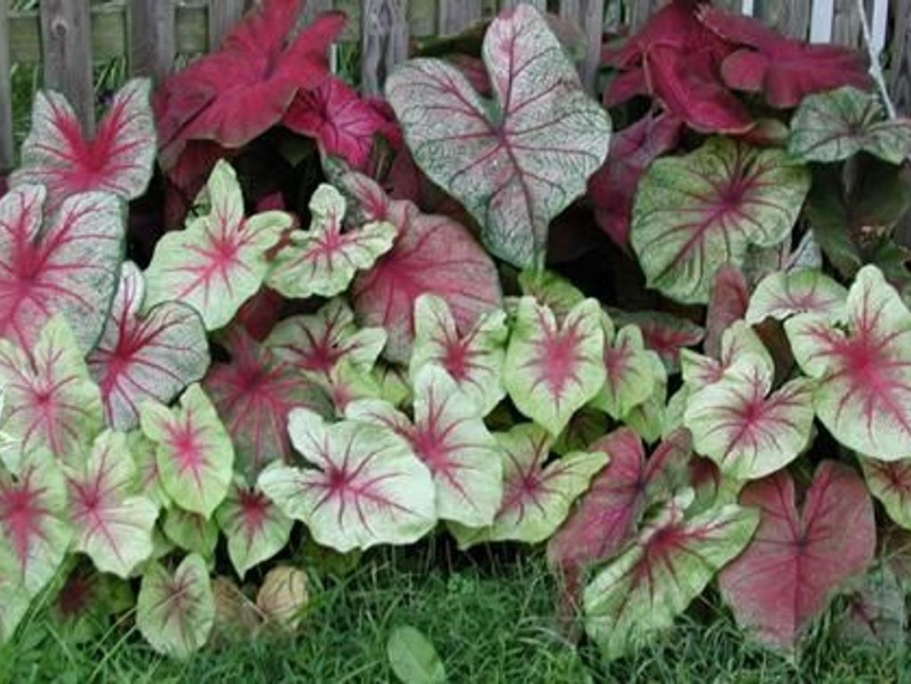 caladium-seguinum