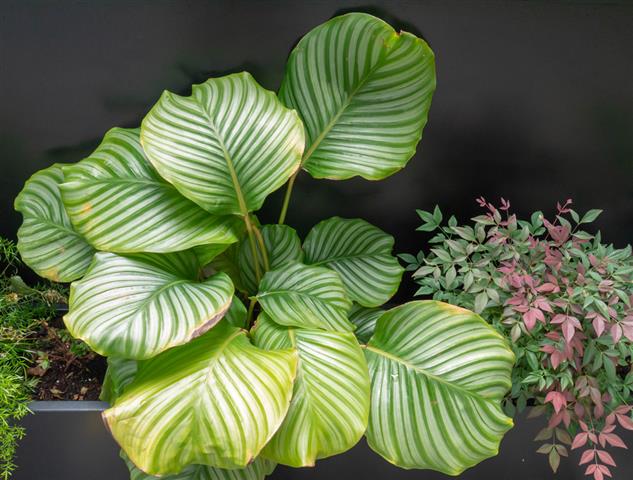 calathea-orbifolia