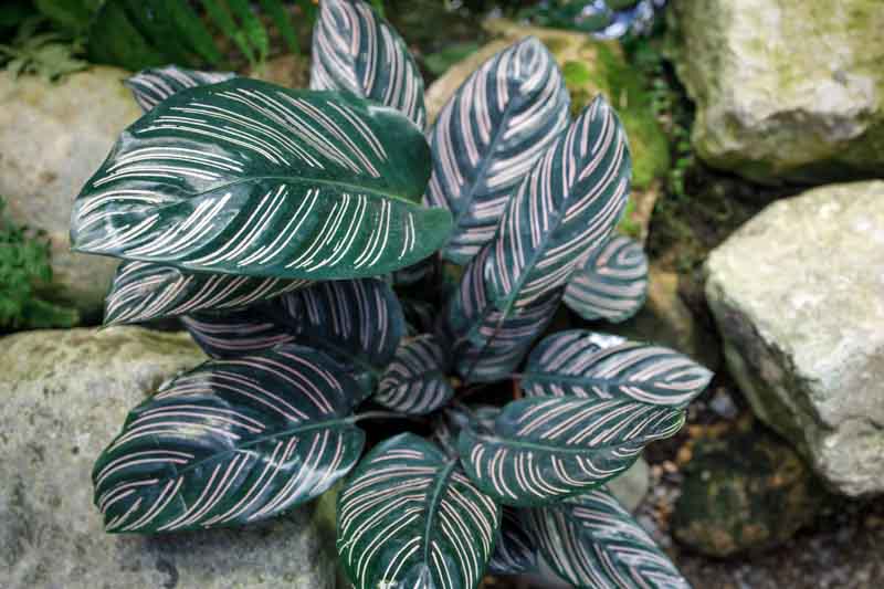 calathea ornata6