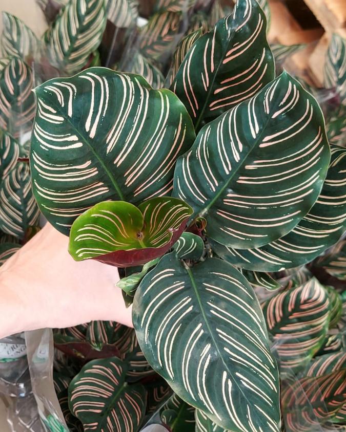 calathea-ornata