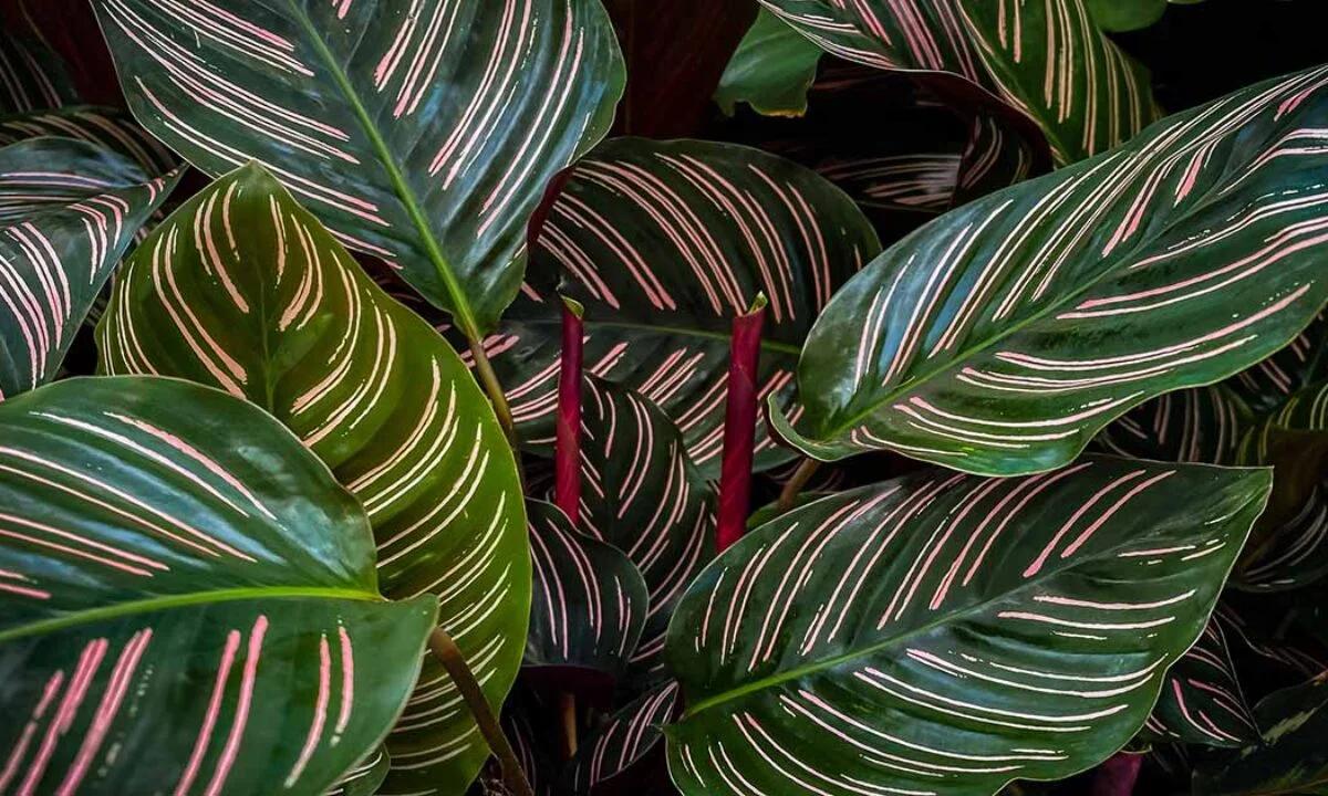 calathea ornata