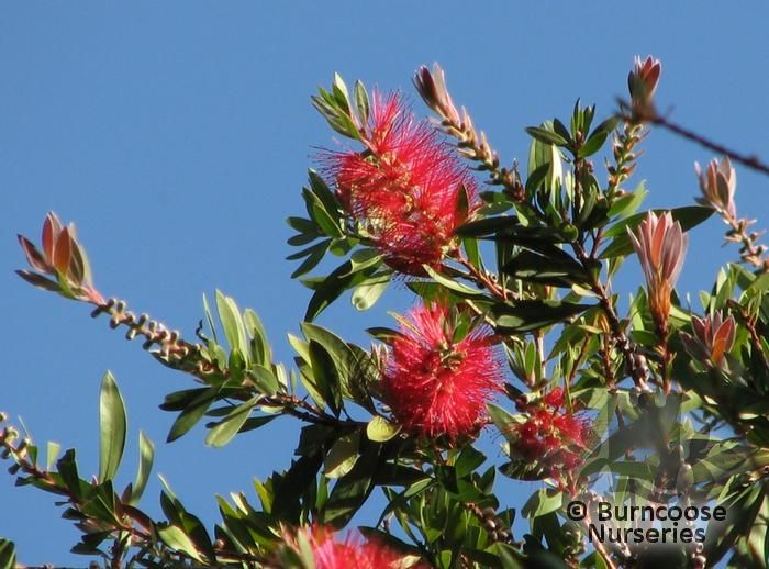 callistemon_citrinus_splendens_637