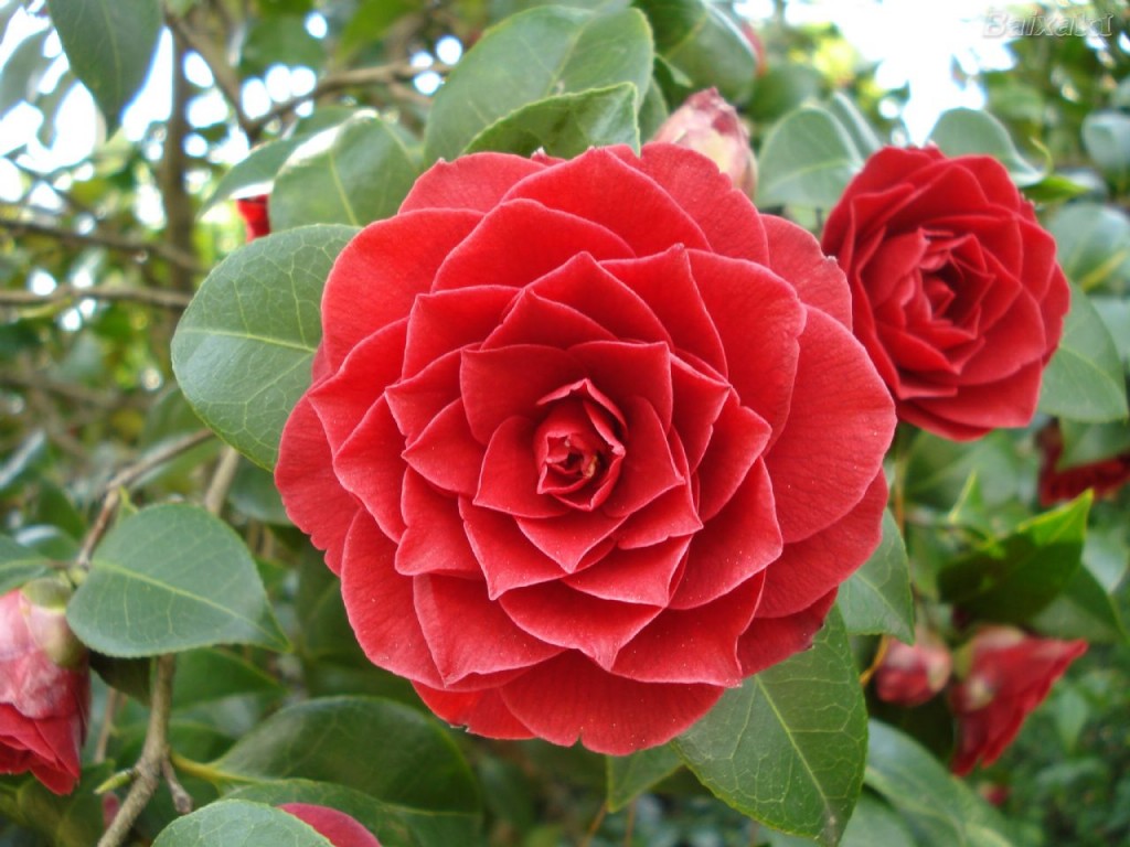 camelia2