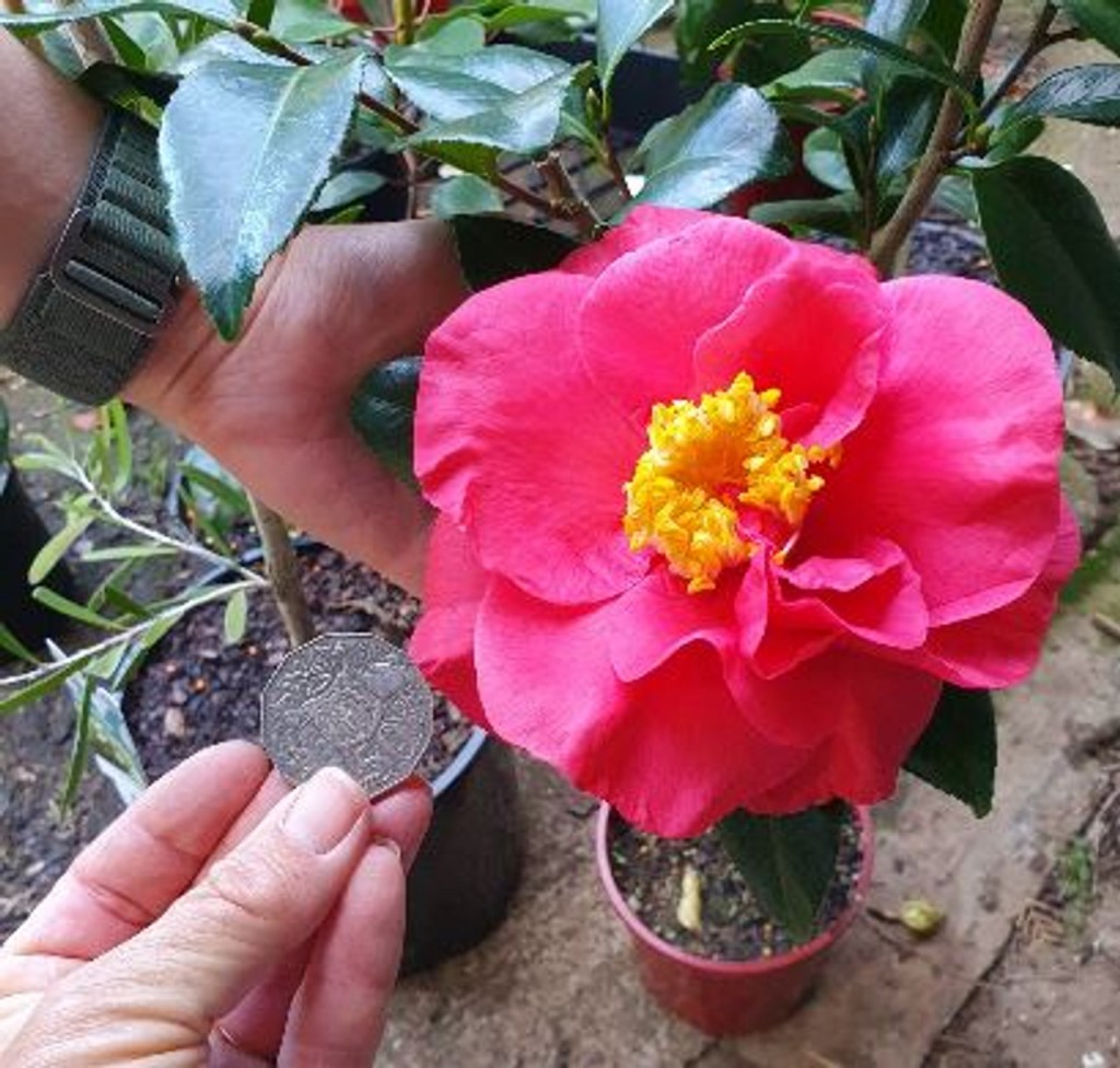 Jóia de Camellia japonica Nuccio