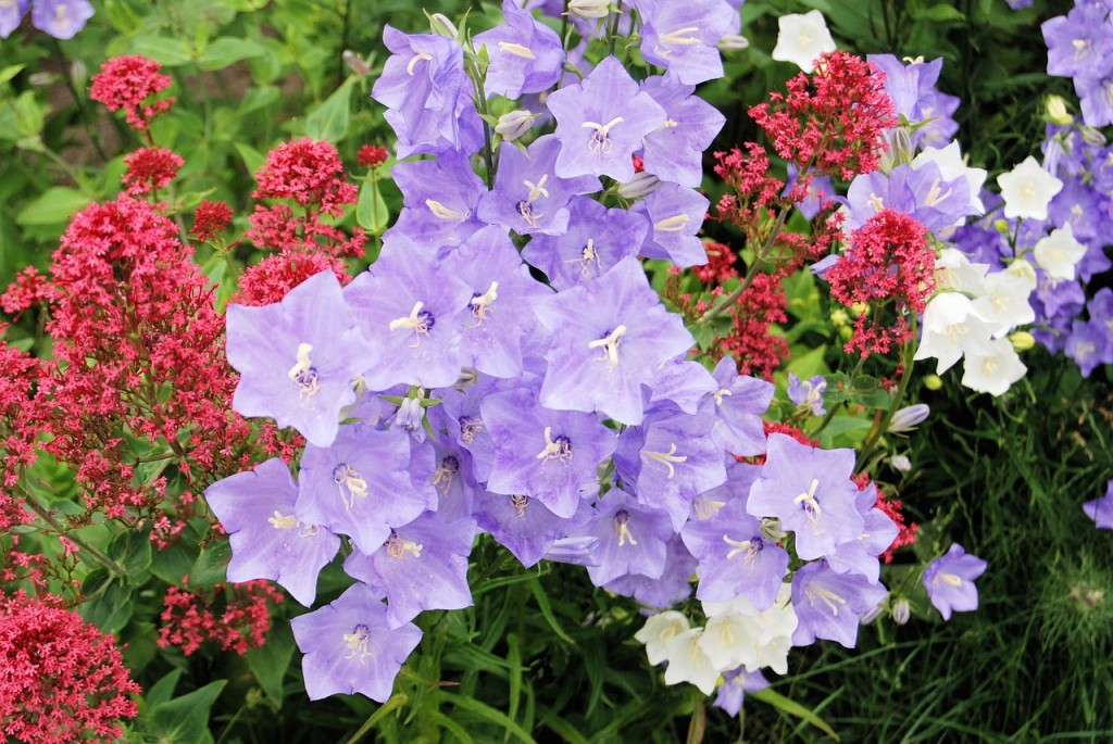 campanula