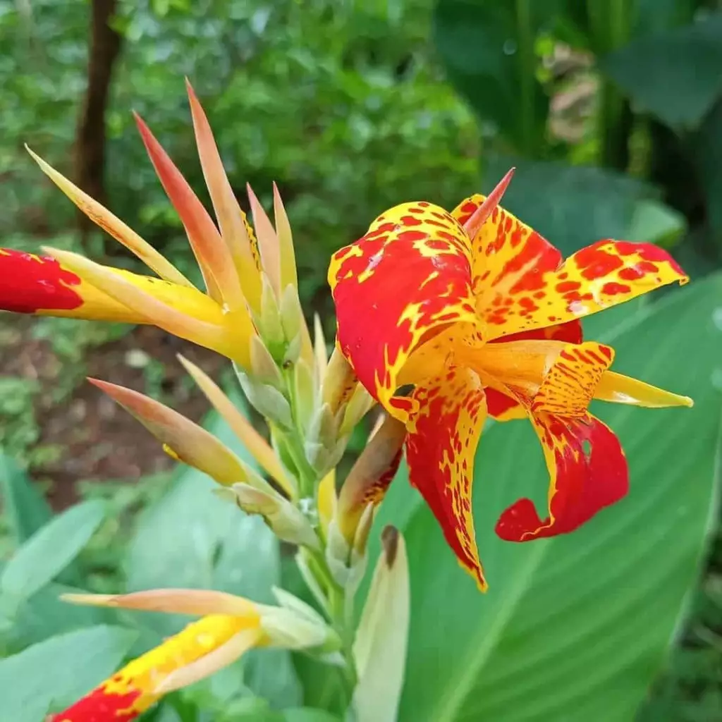 canna indica