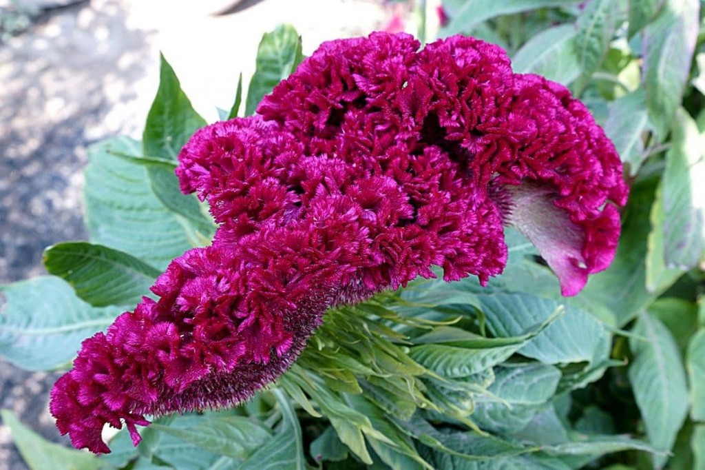 celosia-rosa