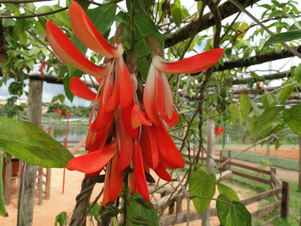 cipó tapiá