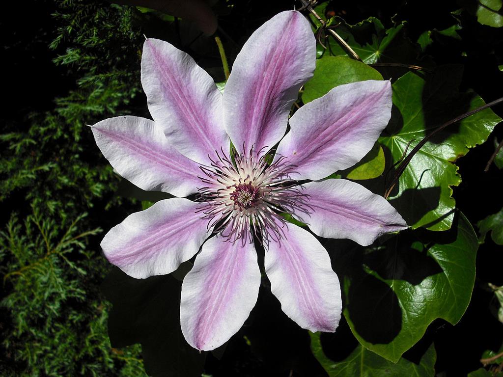 clematis