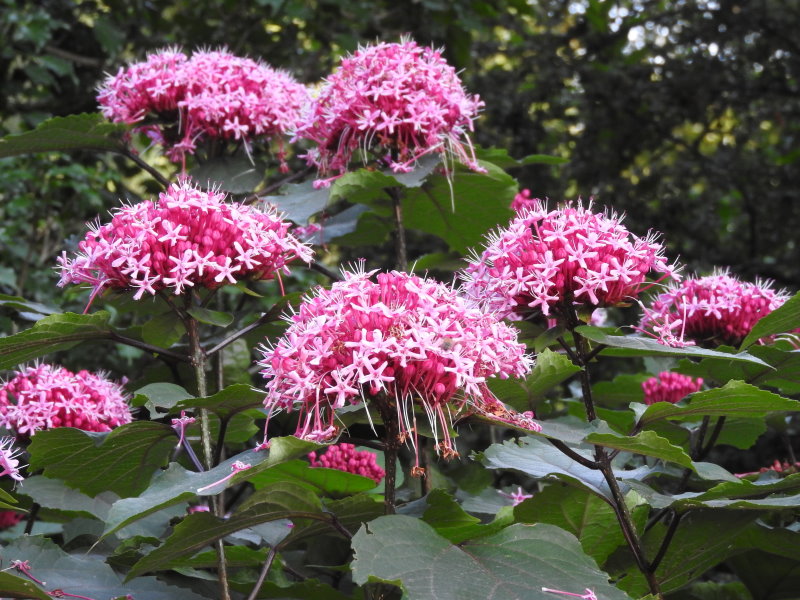 clerodendro4