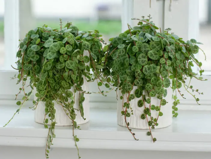 colar-de-tartaruga-peperomia