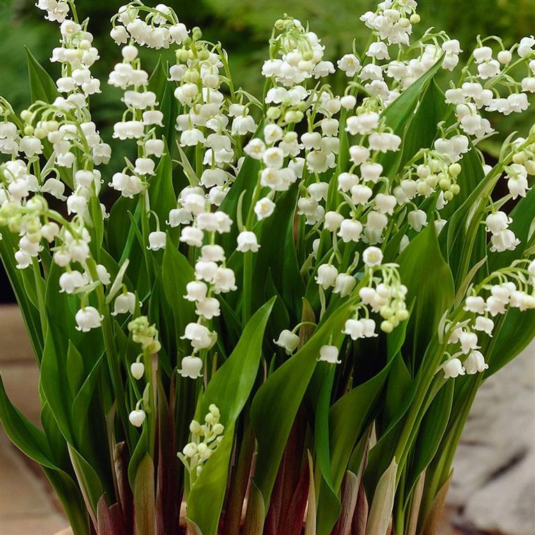 convallaria-majalis (Medium)