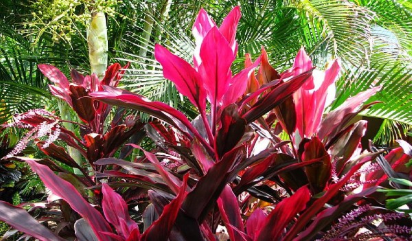 cordyline1