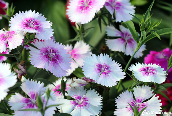 dianthus-chinensis