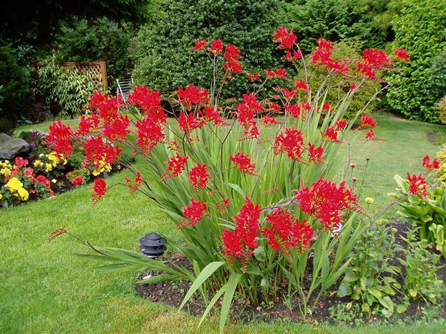 crocosmia