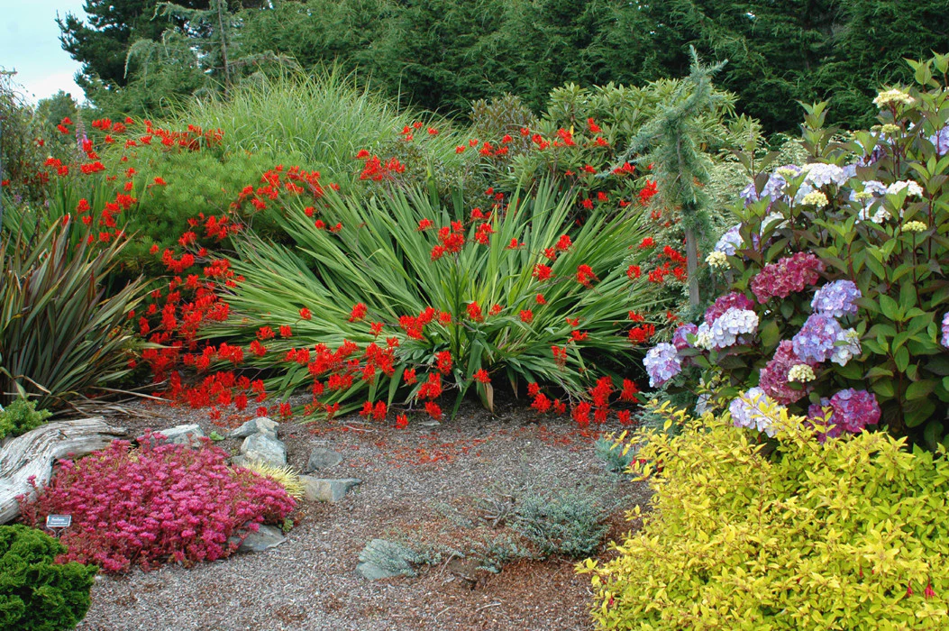 crocosmia lucifer