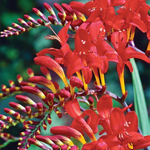 crocosmia lúcofer