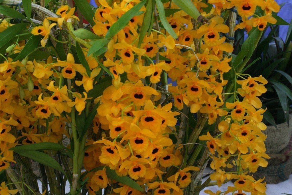 dendrobium