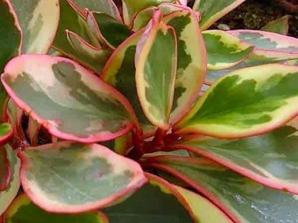 peperomia tricolor