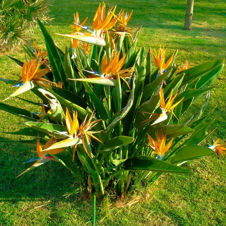 Características e cultivo da Ave-do-paraíso (Strelitzia reginae) -  PlantaSonya - O seu blog sobre cultivo de plantas e flores