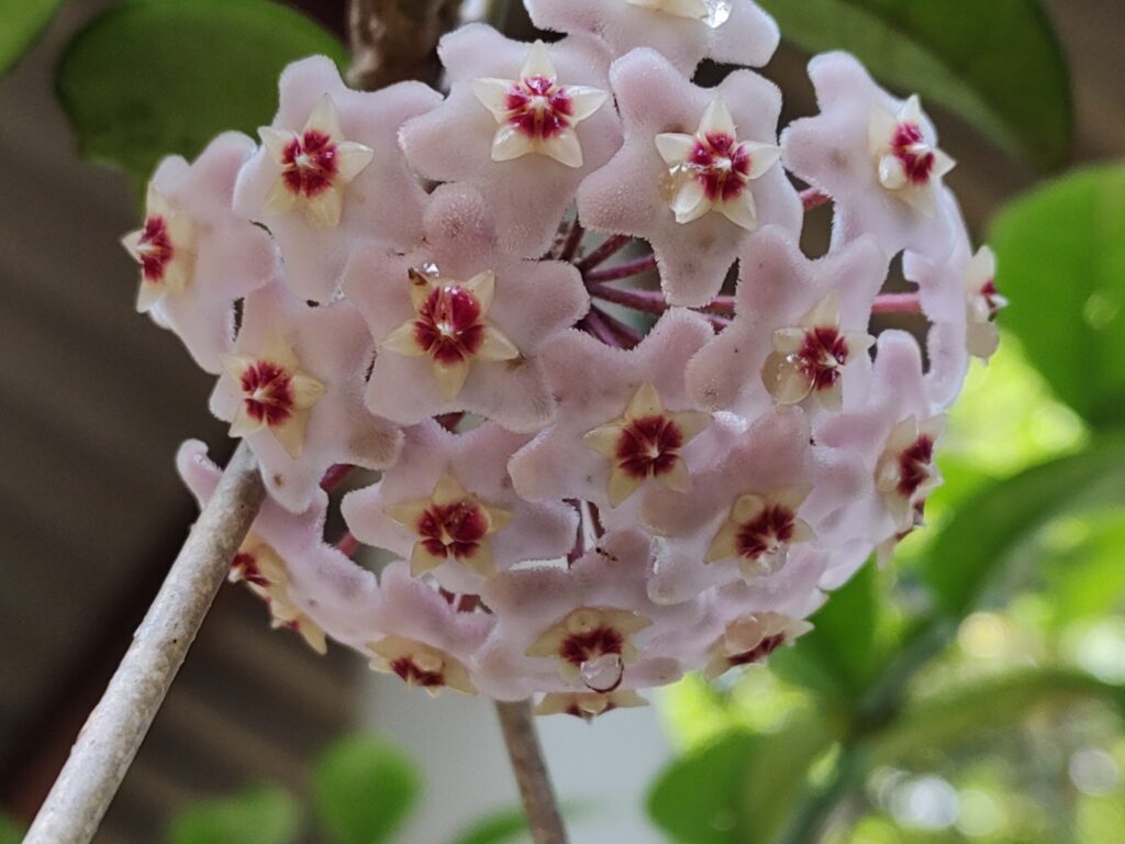 flor de cera