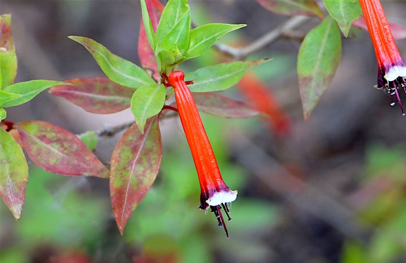 flor-de-santo-antonio-